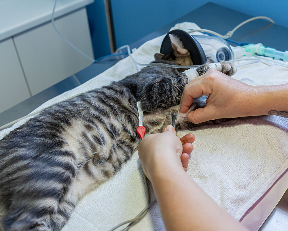 veterinarian sedating a cat