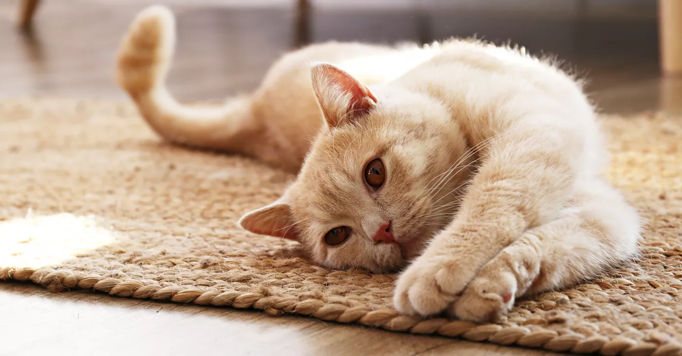cat stretching on rug