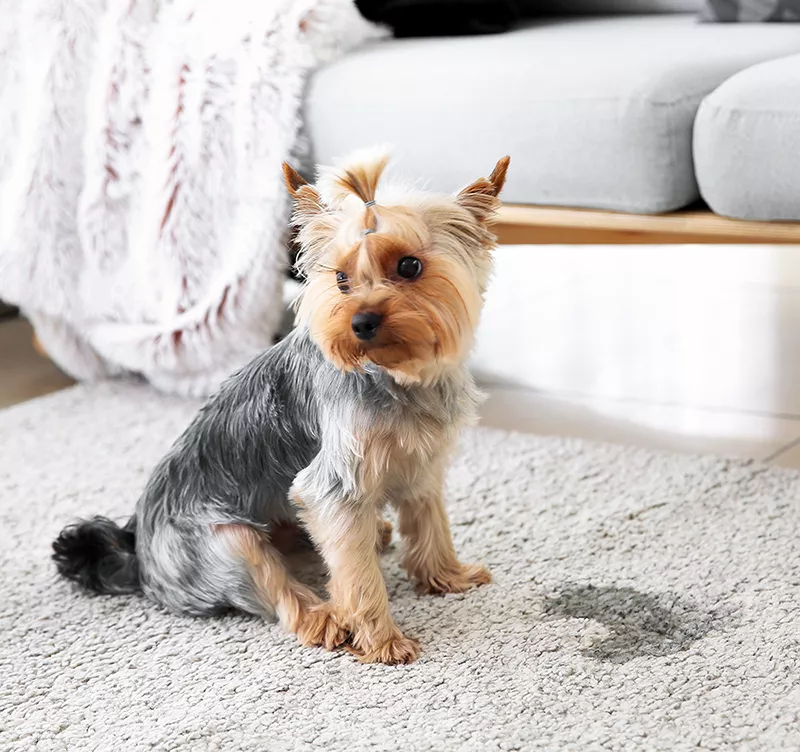 cute dog soiled carpet