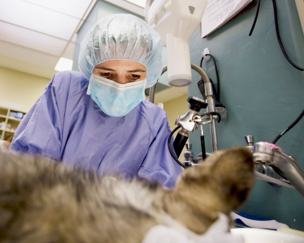 Veterinarian performs surgery on a small dog