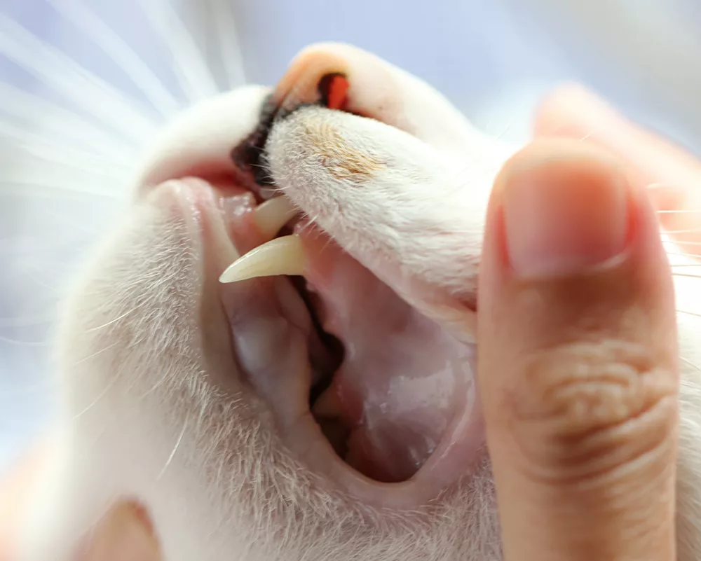 examining cats teeth