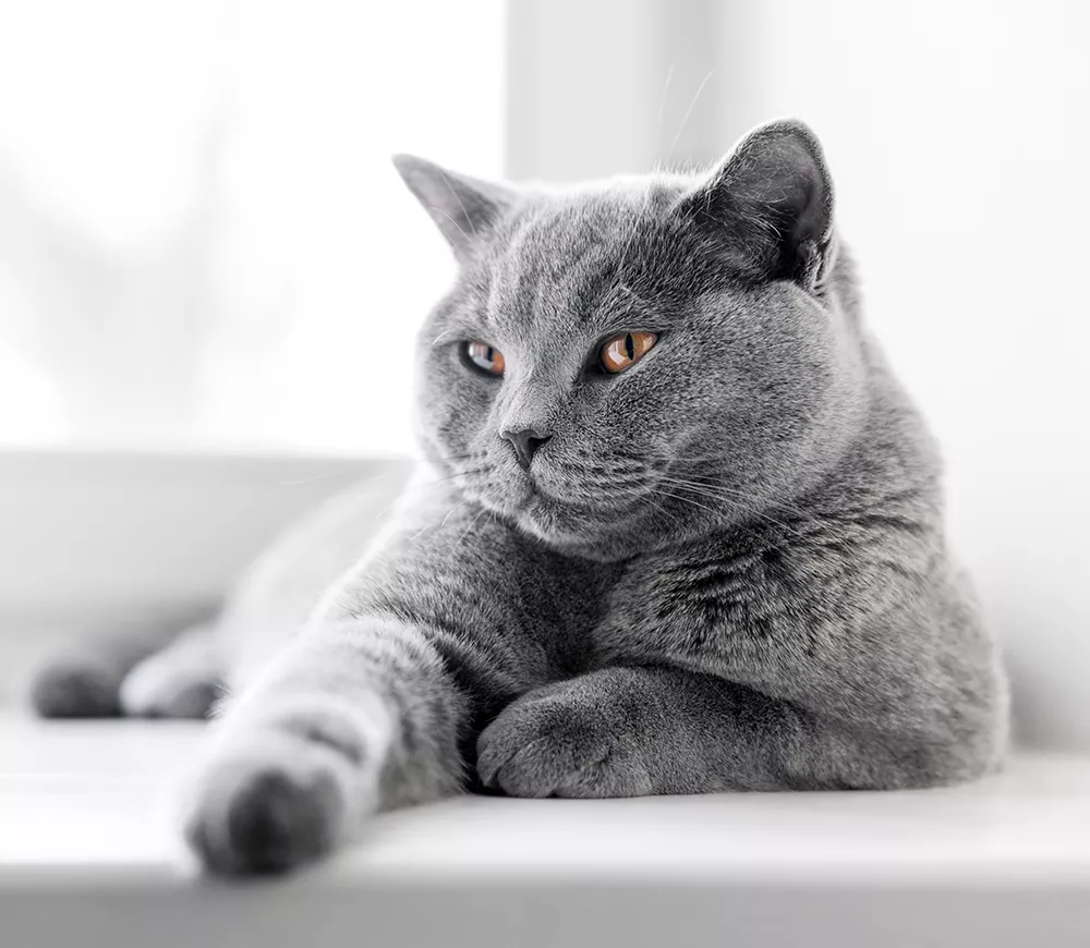 gray cat in window sill