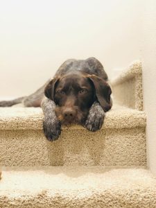 Hunter on the stairs